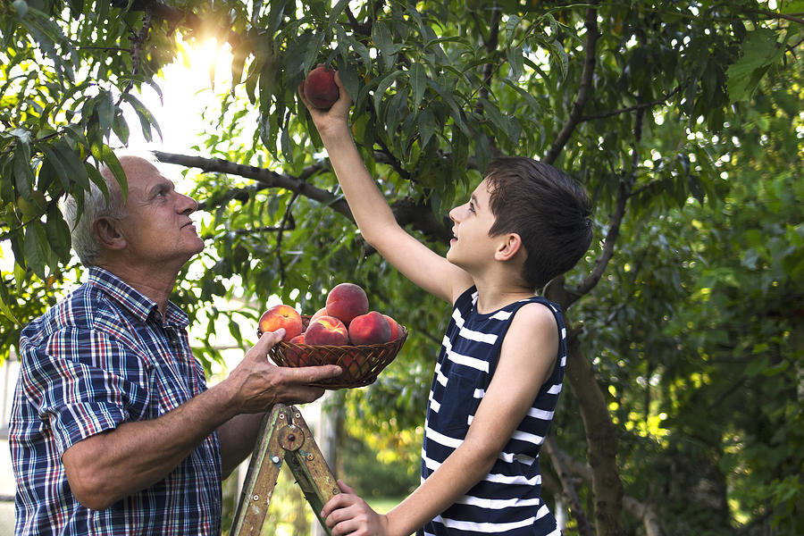 Grandfather and grandson picking peaches #1 Photograph by Mikimad