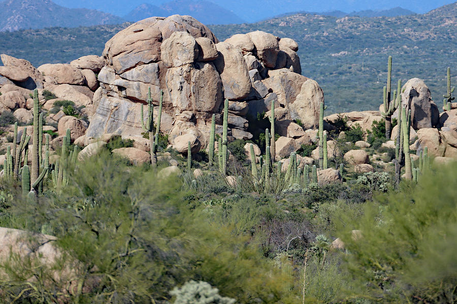 Granite Boulders and Saguaros #1 Digital Art by Tom Janca
