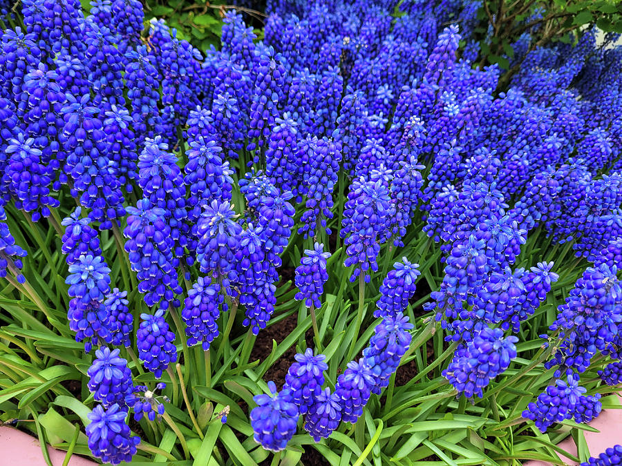 Grape hyacinth Photograph by Lisa Crawford | Pixels