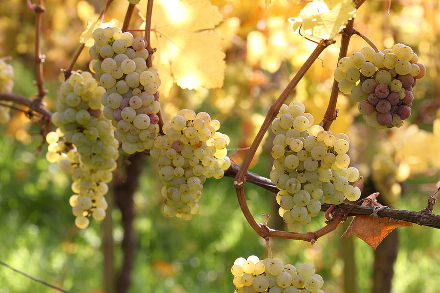 Grapes on Vine #1 Photograph by Pannonia