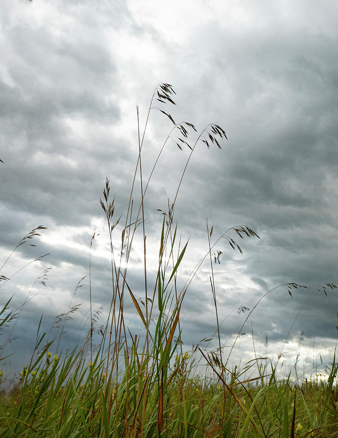 Summer Photograph - Grass And Sky #1 by Phil And Karen Rispin