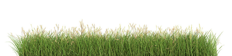 Grass viewed from the side, isolated on a white background 3D Render #1 Photograph by Andrew Dernie