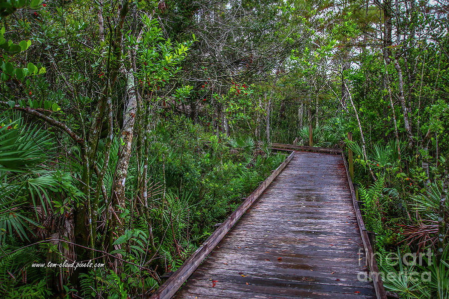Grassy Waters Boardwalk #1 Photograph by Tom Claud