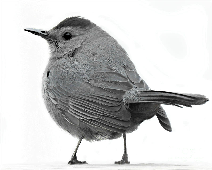 Gray Catbird #1 Photograph by Kathy M Krause