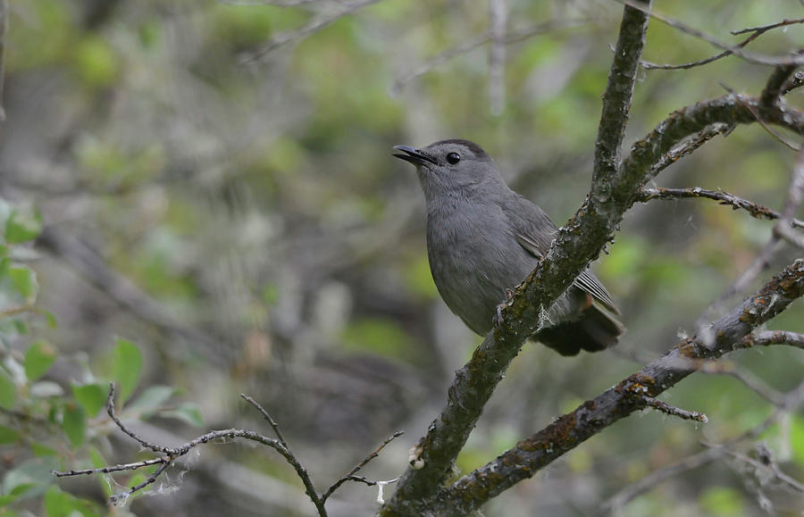 Gray Catbird Photograph