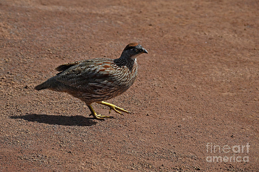 Gray Francolin #1 Photograph by Cindy Murphy