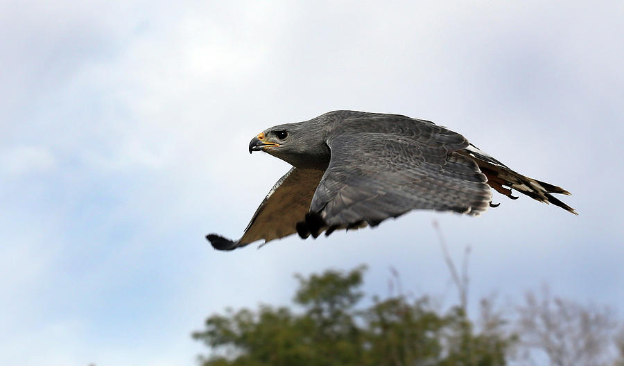 Gray Hawk  #1 Photograph by Glen Loftis
