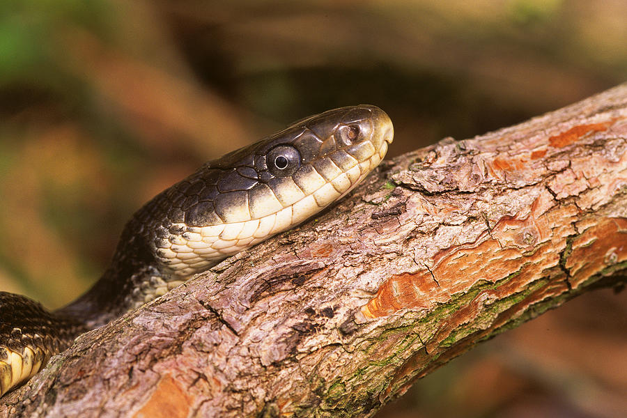 Gray Ratsnake #1 Photograph By Michael Redmer - Fine Art America