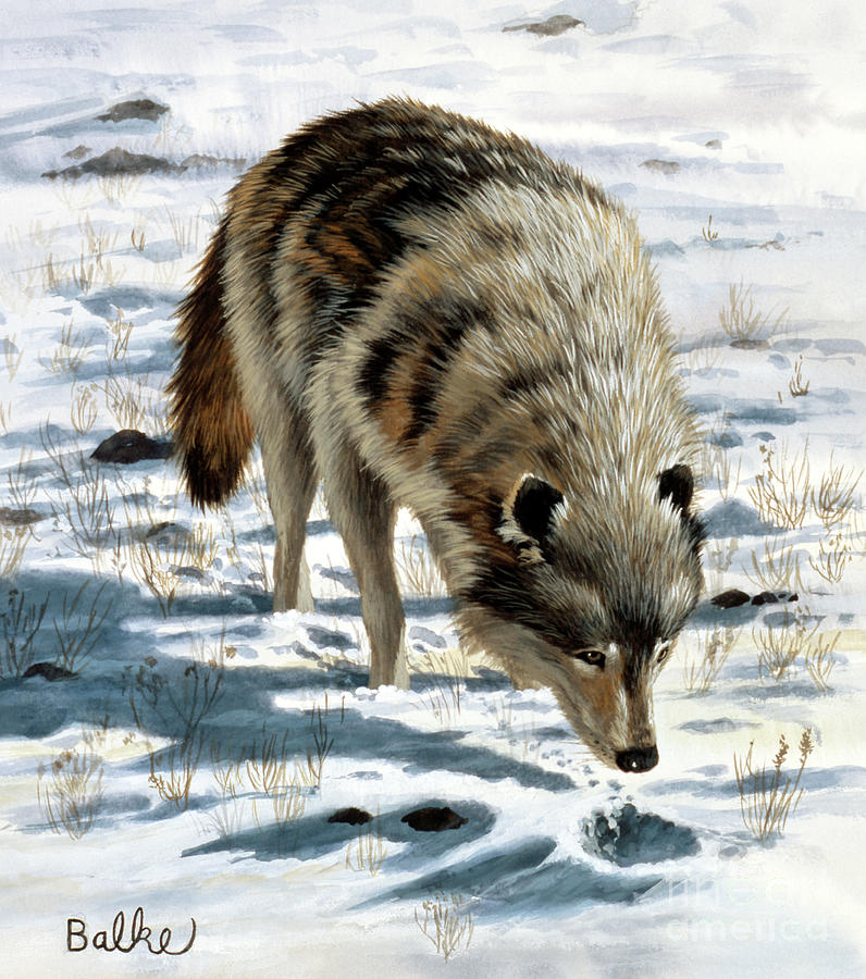 Gray Wolf #1 Painting by Don Balke