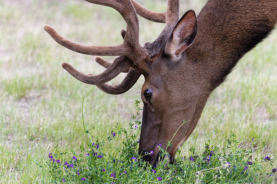 Grazing Bull Elk #1 Photograph by Constance Puttkemery