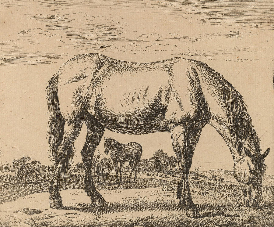 Grazing Horse #2 Drawing by Adriaen van de Velde