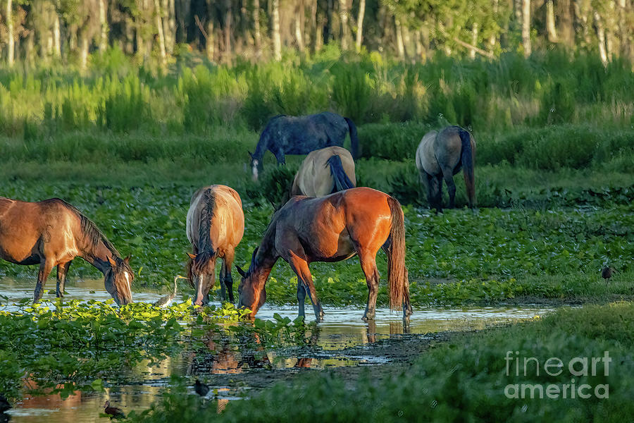 Grazing Horses #1 Photograph by Tom Claud