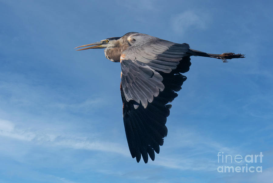 Great Blue Heron At River Photograph