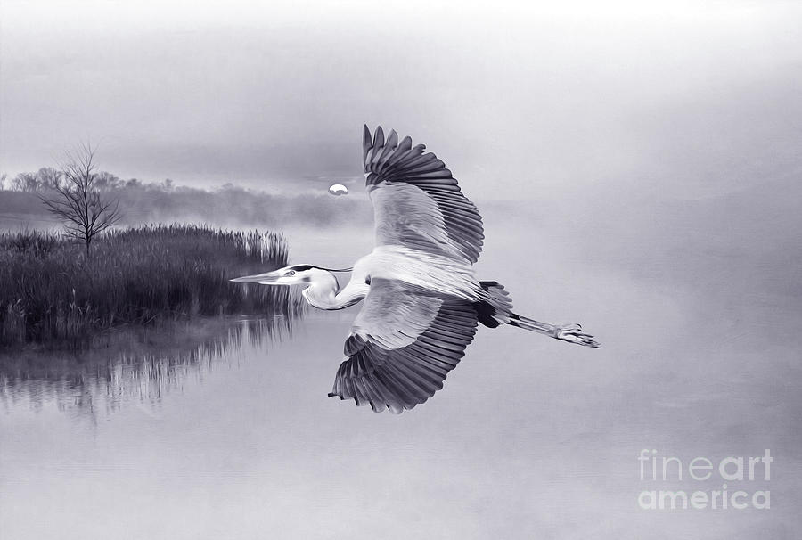 Heron Photograph - Great Blue Heron at Sunset BW  #1 by Laura D Young