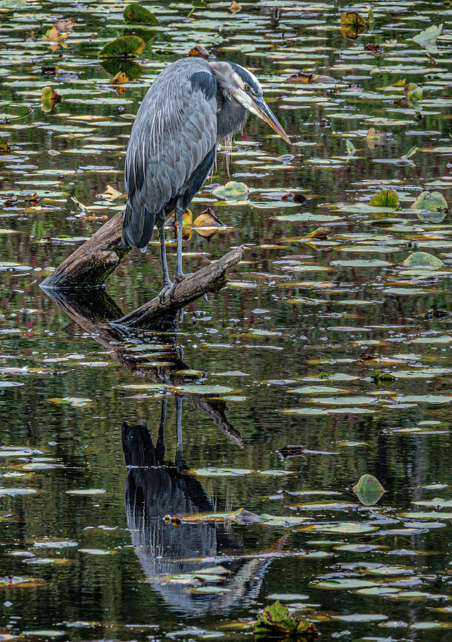 Great Blue Heron #1 Photograph by Bill Ray