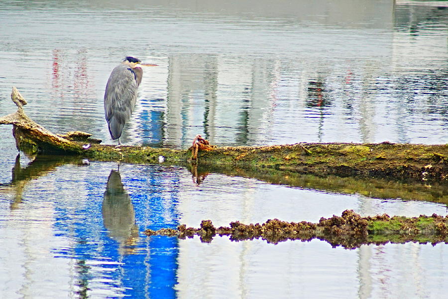 Great Blue Heron #1 Photograph by Bill TALICH