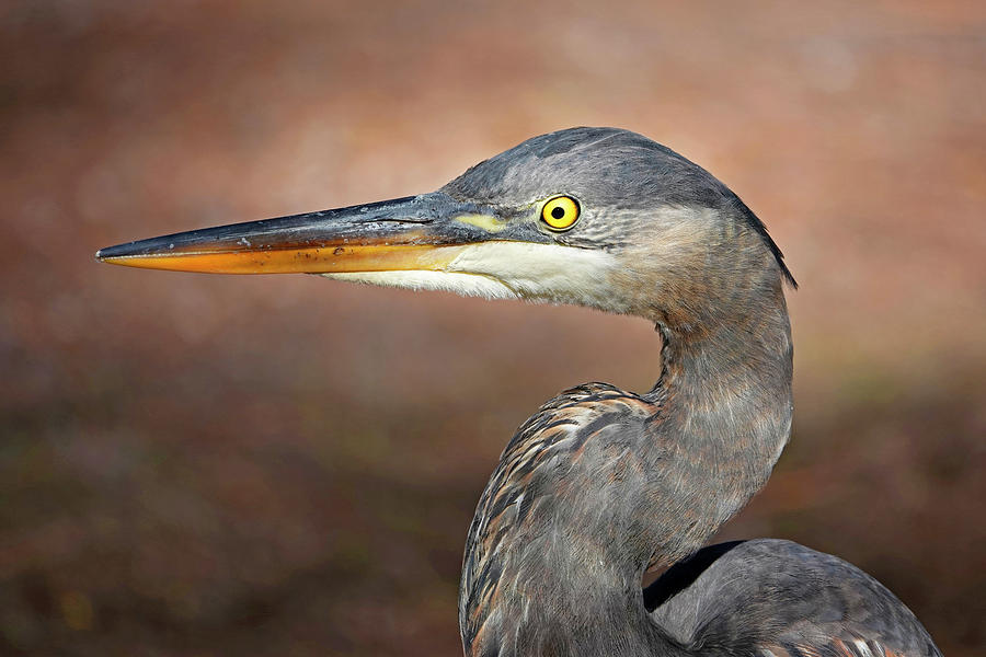 Great Blue Heron #1 Photograph by Buddy Mays