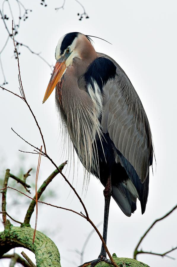 Heron Photograph by Denise Lash - Fine Art America