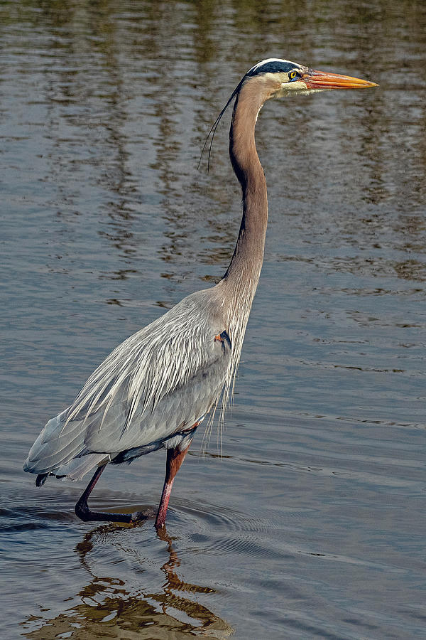 Great Blue Heron fishing Photograph by TJ Baccari - Fine Art America