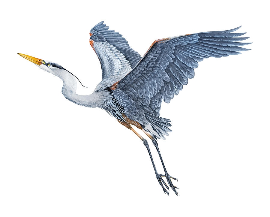 Great Blue Heron in Flight #1 Painting by Dawn Witherington