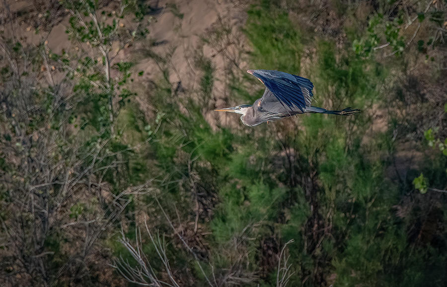 Great Blue Heron in flight #1 Photograph by Rick Mosher