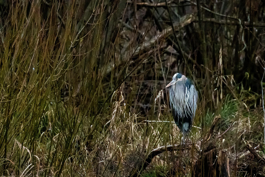 Great Blue Heron in Its Sanctuary, No. 1 #1 Photograph by Belinda Greb
