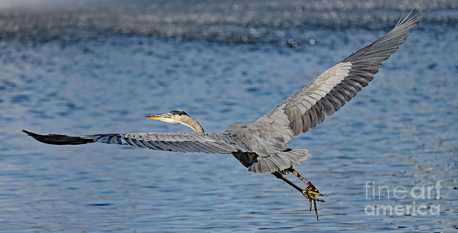Great Blue Heron is onward and upward. #1 Photograph by Allan Levin