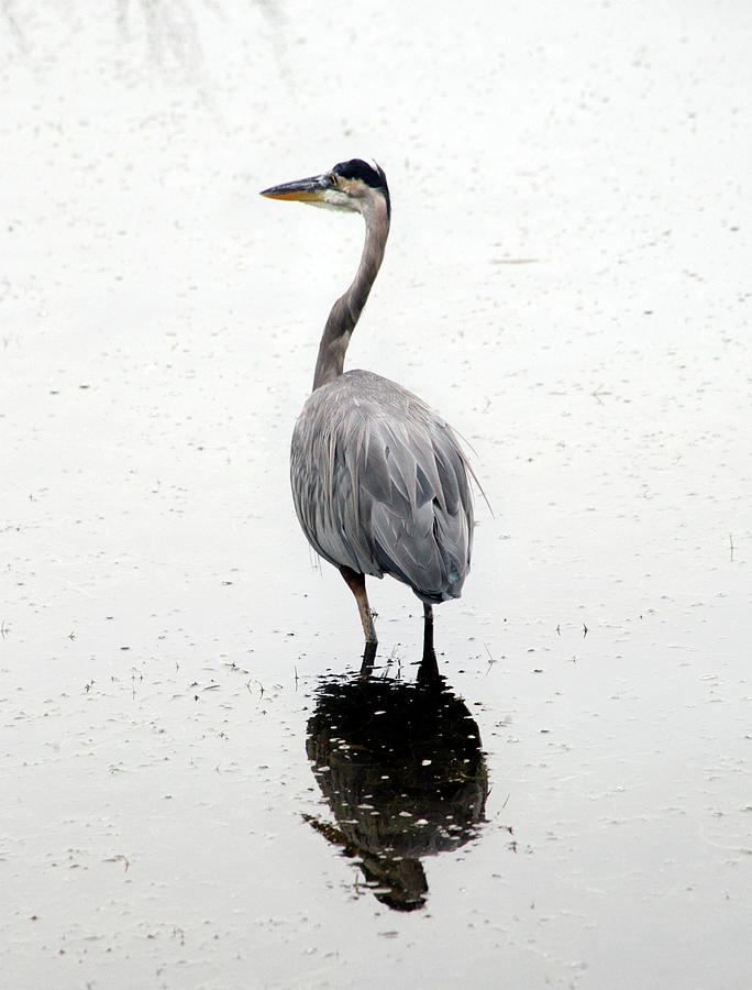 Great Blue Heron #1 Photograph by Marilyn Hunt