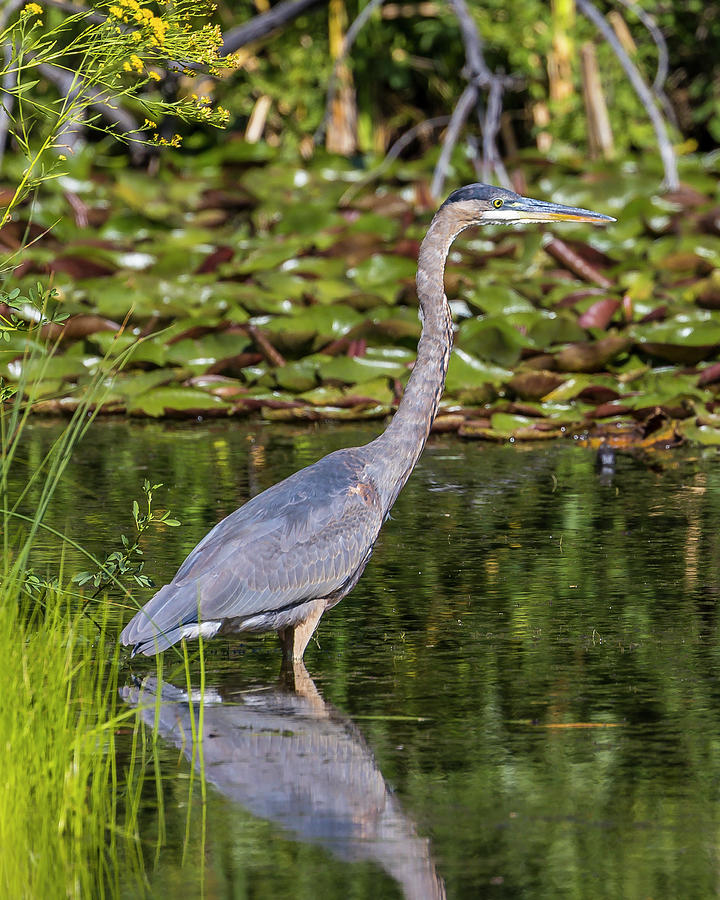 Great Blue Heron #1 Photograph by Mark Mille