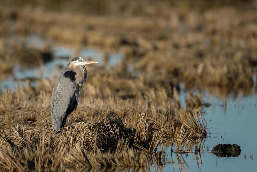 Great blue heron #1 Photograph by Mike Fusaro