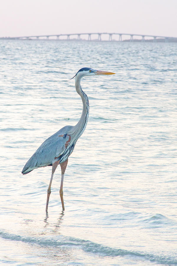 Great Blue Heron #2 Photograph by Nautical Chartworks