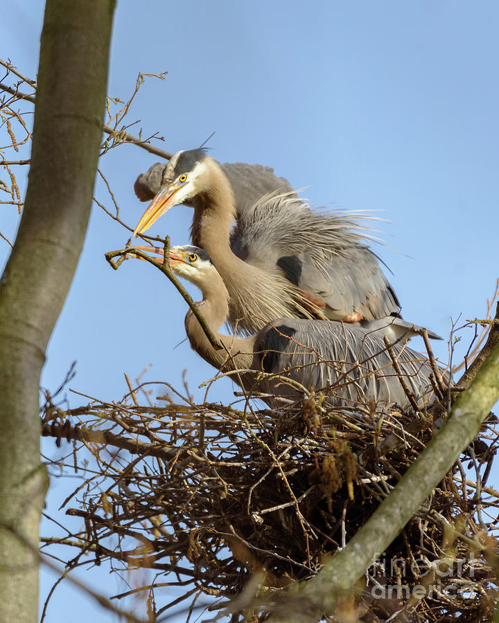 Great Blue Heron Parents Nestbuilding #1 Photograph by Nancy Gleason