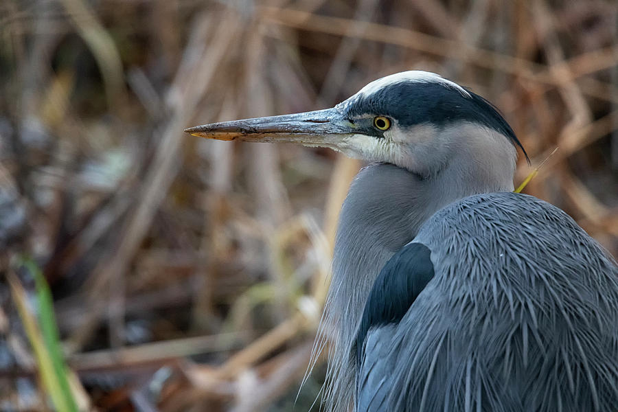 Heron Photograph - Great Blue Heron #1 by Randy Hall