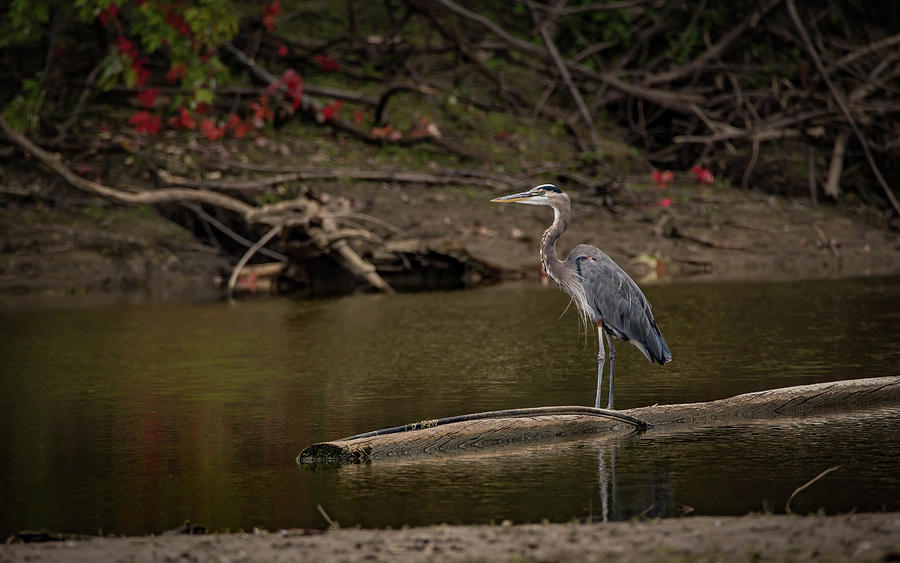 Great Blue Heron #1 Photograph by Ray Congrove