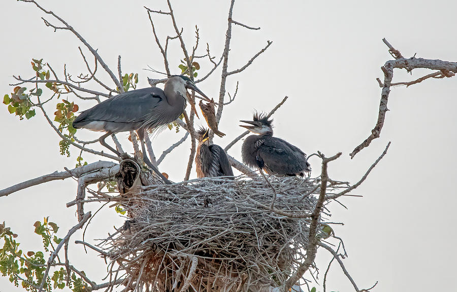 Great Blue Heron Rookery 3 Photograph by Rick Mosher Great Blue Heron Rookery 3 Photograph by Rick Mosher