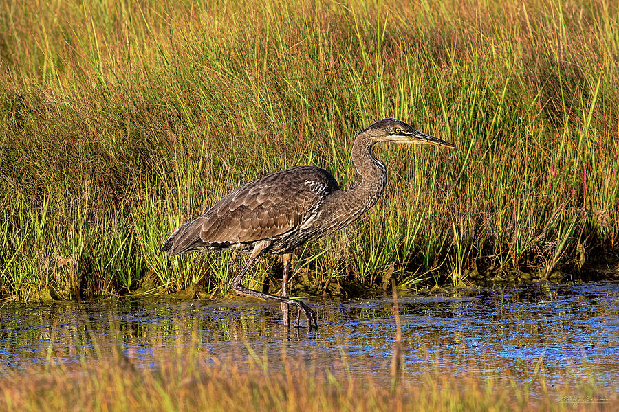Great Blue Heron Stalking #1 Photograph by Marty Saccone