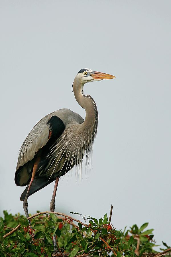 Great Blue Heron Standing Photograph