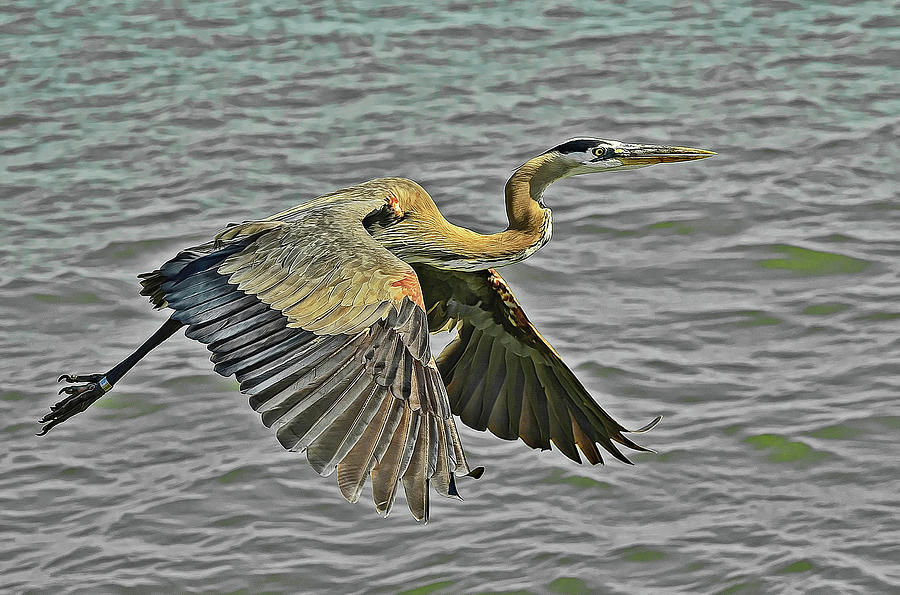 Great Blue Heron #1 Photograph by Stuart Harrison