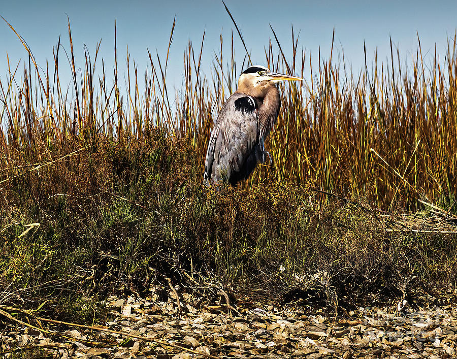 Great Blue Heron #1 Photograph by Thomas Marchessault