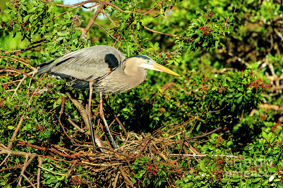 Great Blue Heron Venice Rookery #1 Photograph by Ben Graham