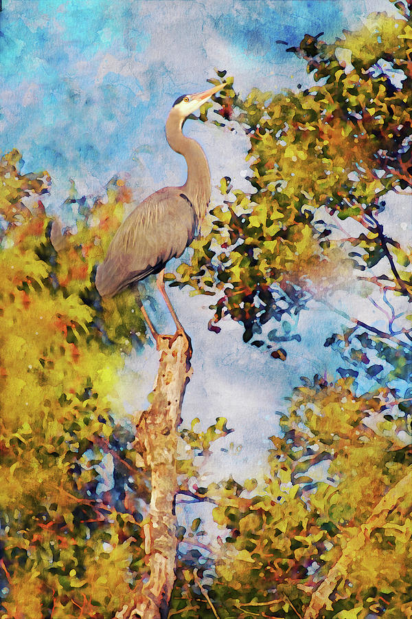 Great Blue Heron Watercolor #2 Photograph by Peggy Collins