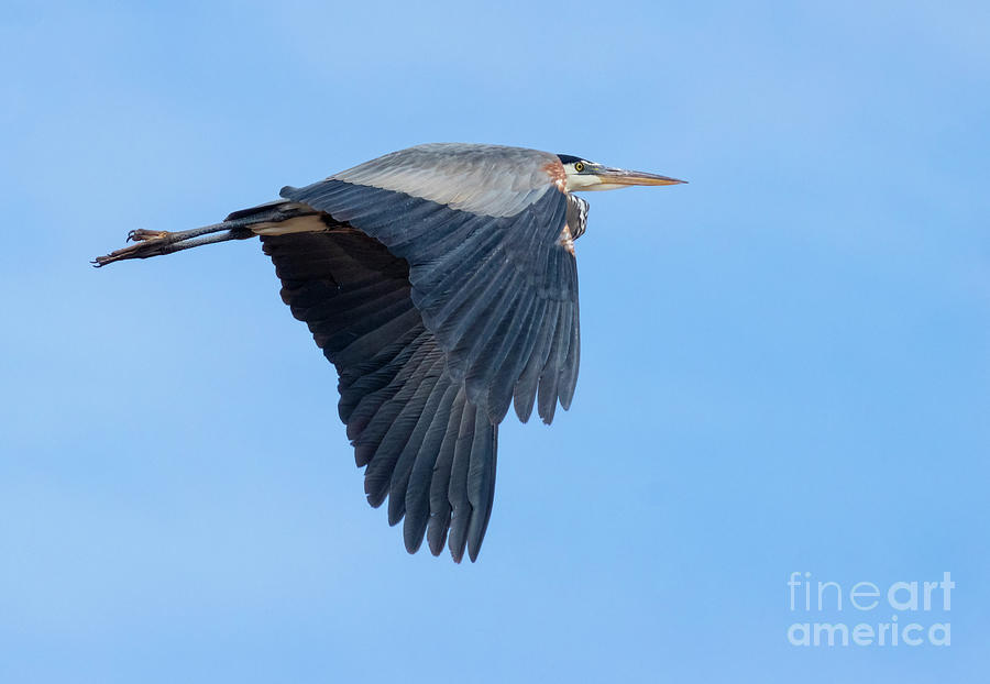 Great Blue Heron Wings Down #1 Photograph by Steven Krull