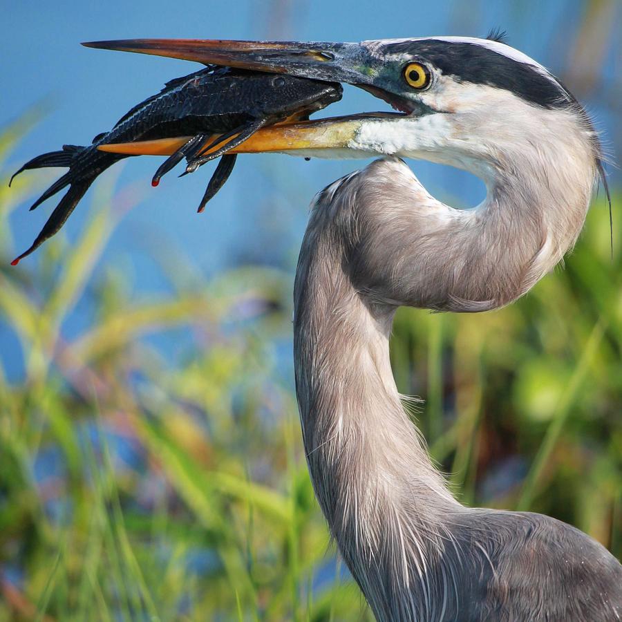 Great blue heron with armored catfish Photograph by Jeni Tirnauer ...