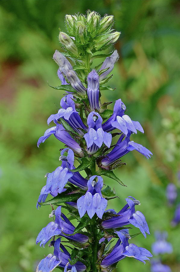 great blue lobelia