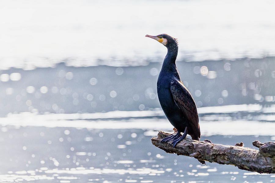 Great cormorant, Phalacrocorax carbo, standing peacefully on a branch #1 Photograph by Elenarts - Elena Duvernay photo
