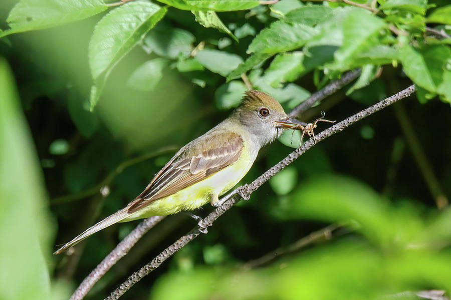 Great Crested Flycatcher #1 Photograph by Brook Burling