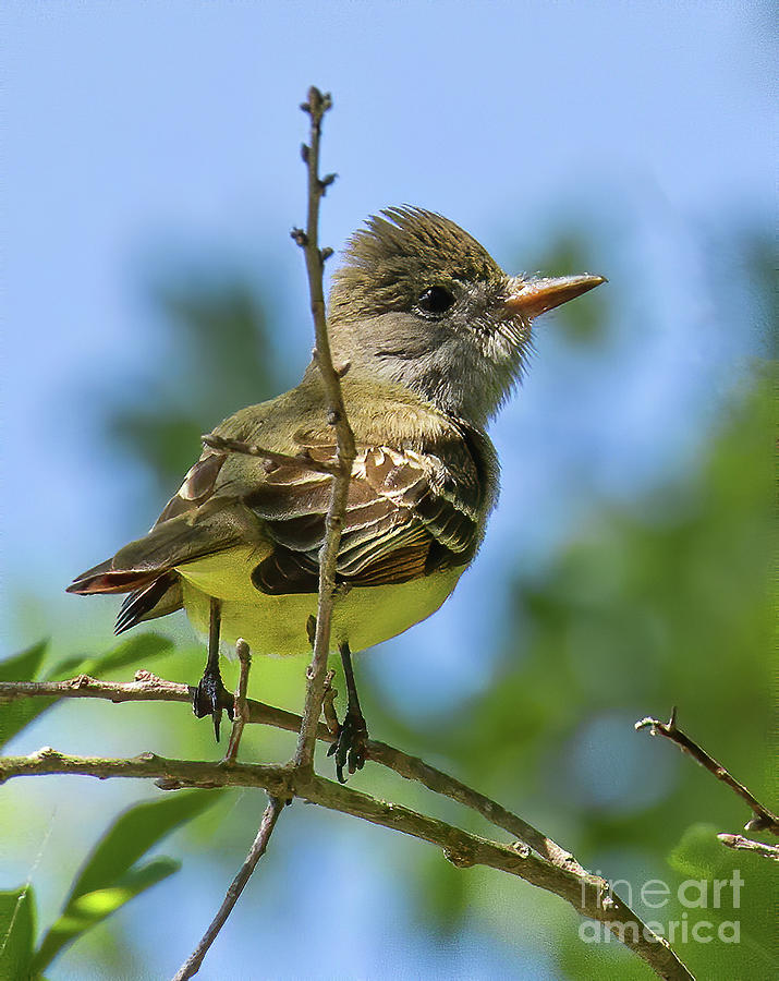 Great Crested Flycatcher #1 Photograph by Michelle Tinger