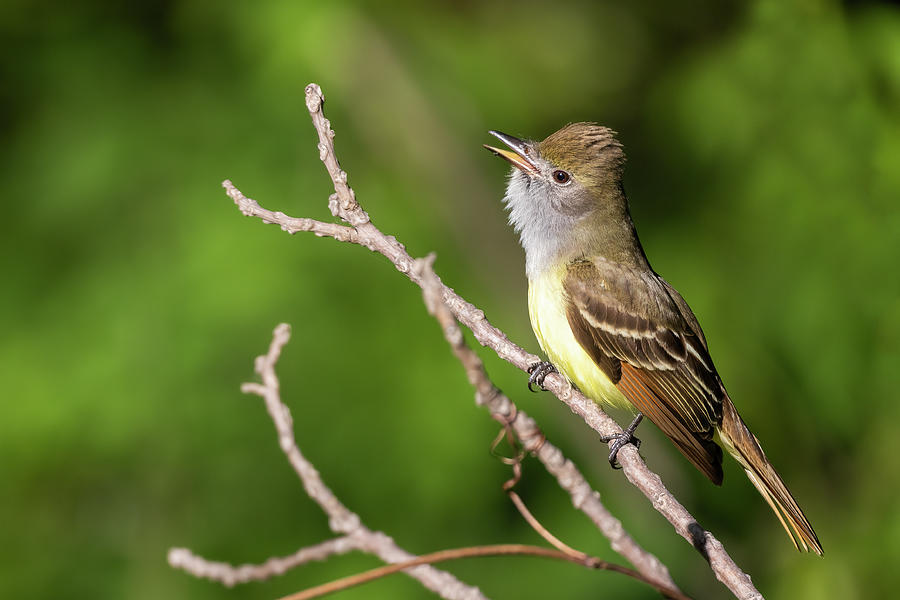 Great crested flycatcher #1 Photograph by Mircea Costina Photography