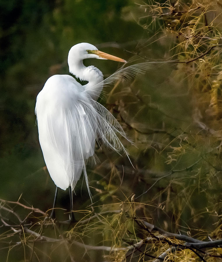 Great Egret 3010-122920-2 #1 Photograph by Tam Ryan