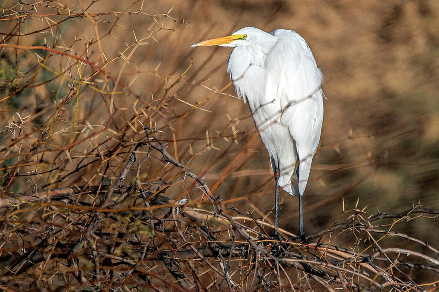 Great Egret 5002-121221-2 #1 Photograph by Tam Ryan
